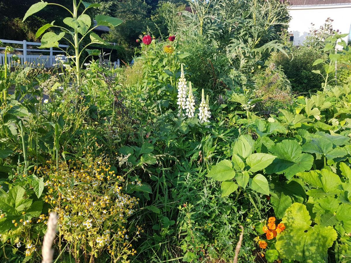 Les Lupins Bed & Breakfast Етрета Екстериор снимка